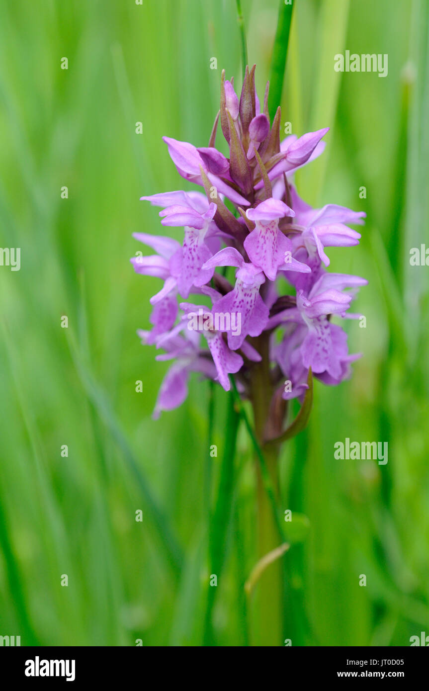 A close view of the spike of a southern marsh orchid ( Dactylorhiza praetermissa ) Stock Photo