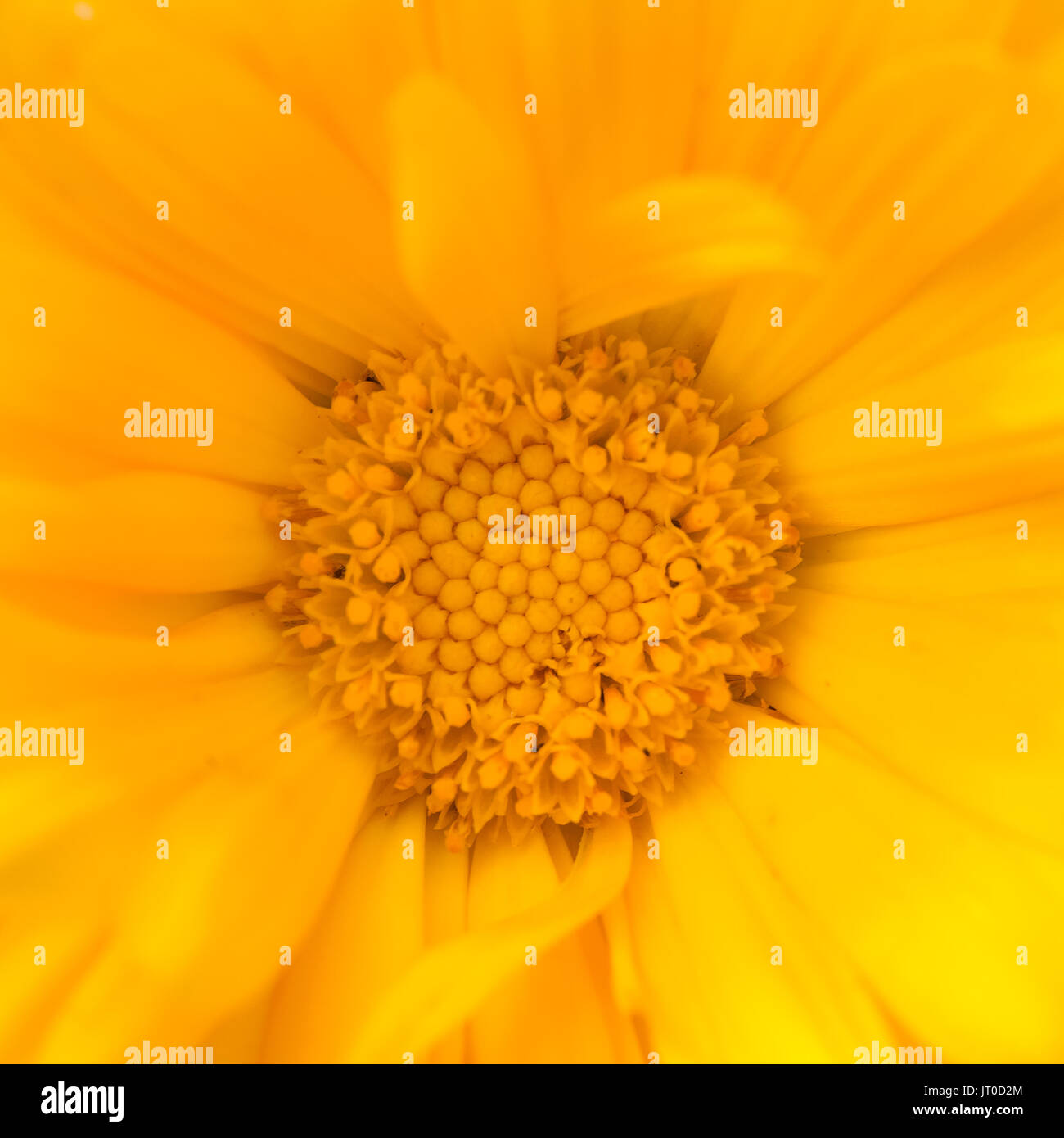 A beautiful bright calendula from tom. English marigold close-up. Shallow depth of field photo. Stock Photo