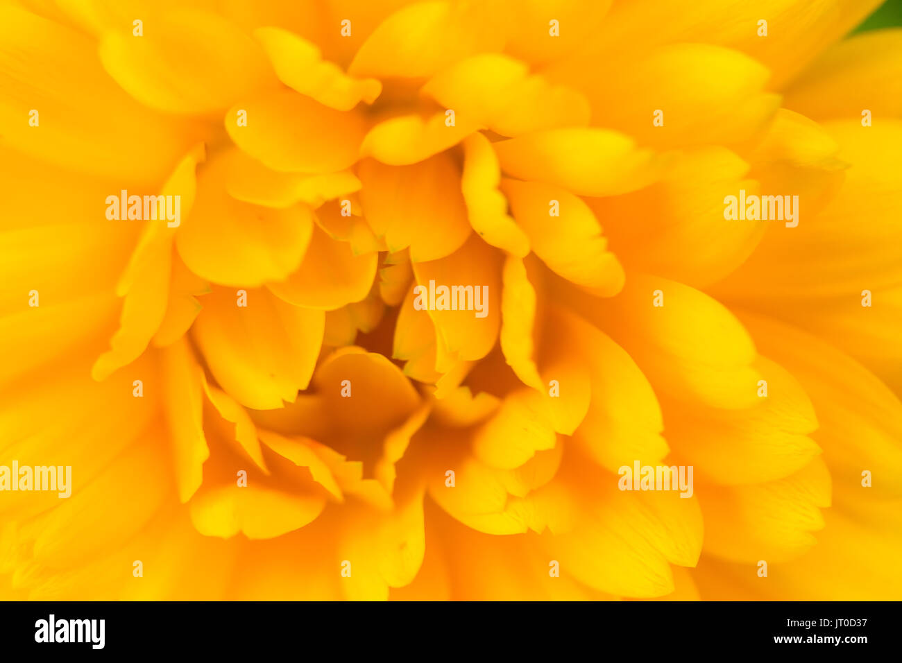 A beautiful bright calendula from tom. English marigold close-up. Shallow depth of field photo. Stock Photo