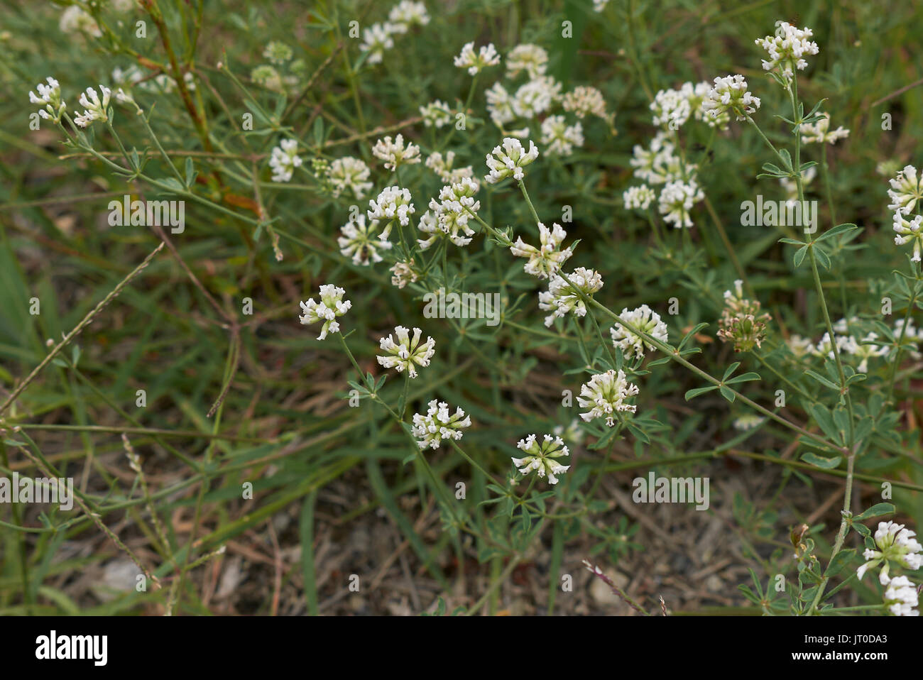 Dorycnium pentaphyllum Stock Photo