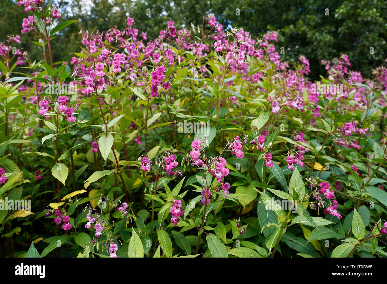 Impatiens Glandulifera Seed High Resolution Stock Photography And Images Alamy
