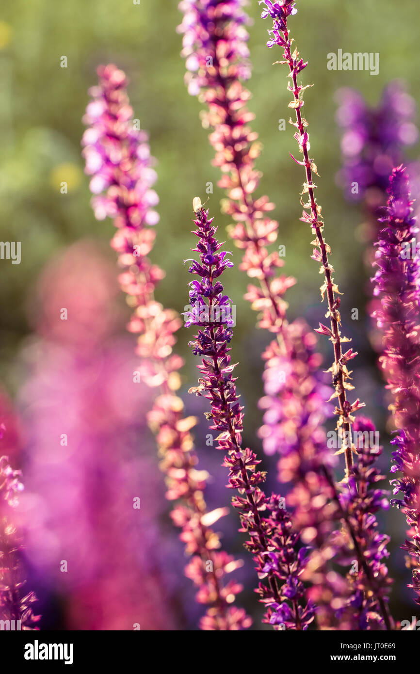 A beautiful purple salvia nemorosa flowers in a garden. Flower closeup. Shallow depth of field photo. Stock Photo