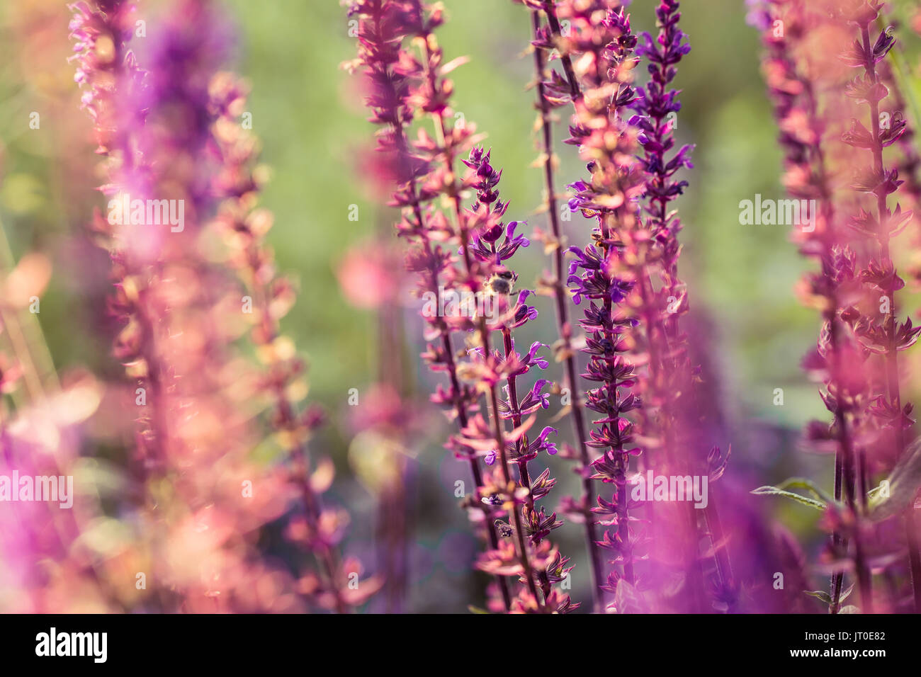 A beautiful purple salvia nemorosa flowers in a garden. Flower closeup. Shallow depth of field photo. Stock Photo