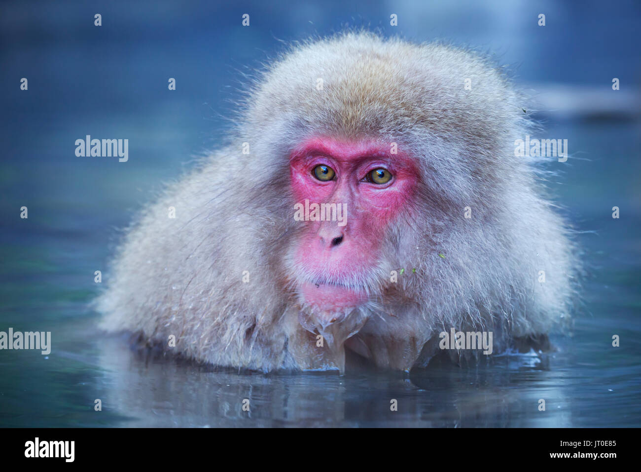 A snow monkey (Japanese macaque) sitting in the hot springs at Jigokudani Monkey Park. Stock Photo