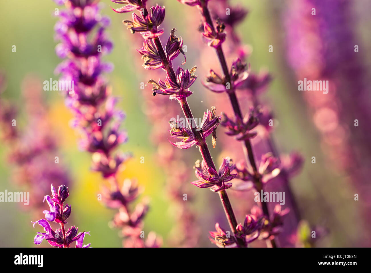 A beautiful purple salvia nemorosa flowers in a garden. Flower closeup. Shallow depth of field photo. Stock Photo