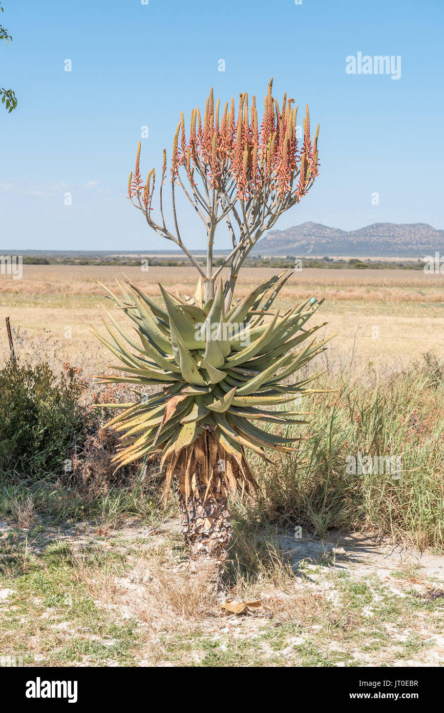 A flowering Windhoek or Mountain Aloe, Aloe littoralis, growing at the Hoba meteorite near Grootfontein in the Otjozondjupa Region of Namibia Stock Photo