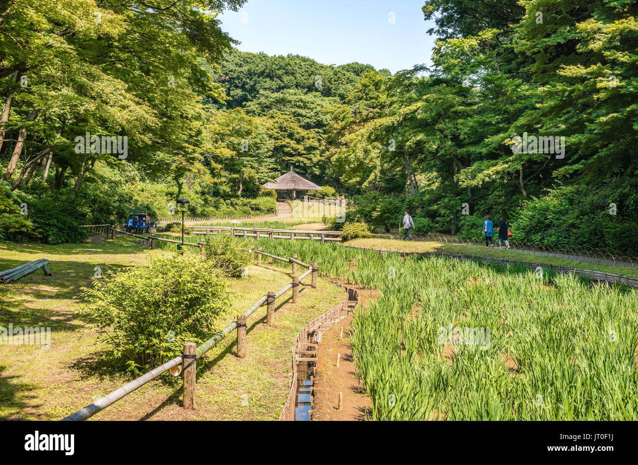 Iris Garden at Meiji Jingu Gyoen (Inner Graden), Yoyogi, Tokyo, Japan Stock Photo