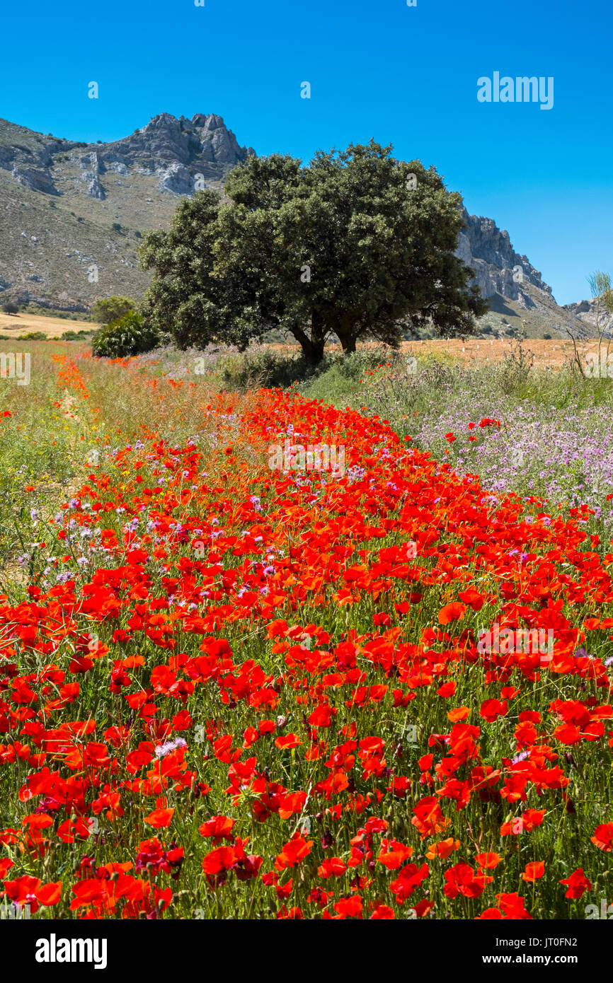 Nature landscape. Field of poppy flowers. Málaga province. Andalusia, Southern Spain Europe Stock Photo