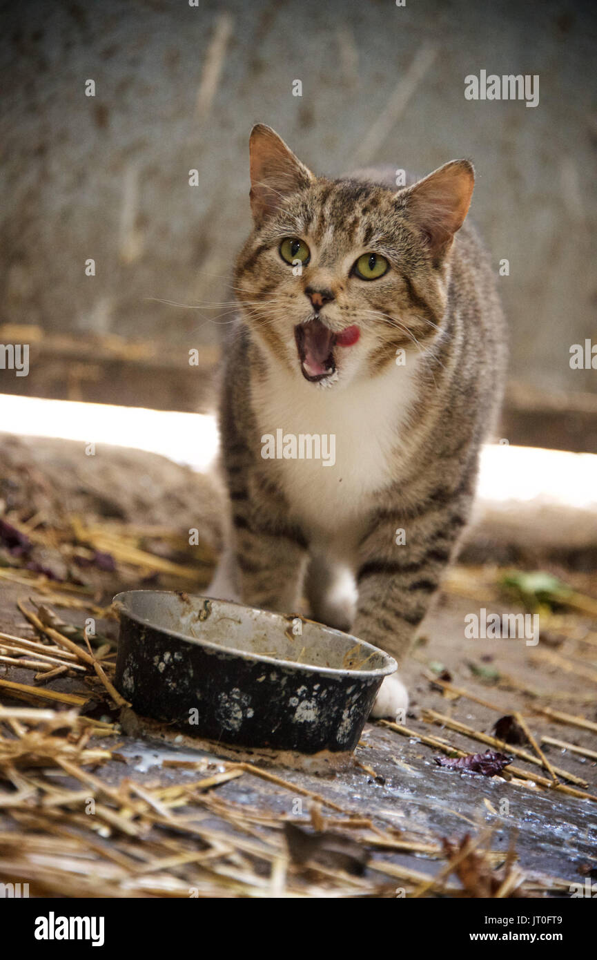 Farm Cat Drinking Milk Stock Photo Alamy