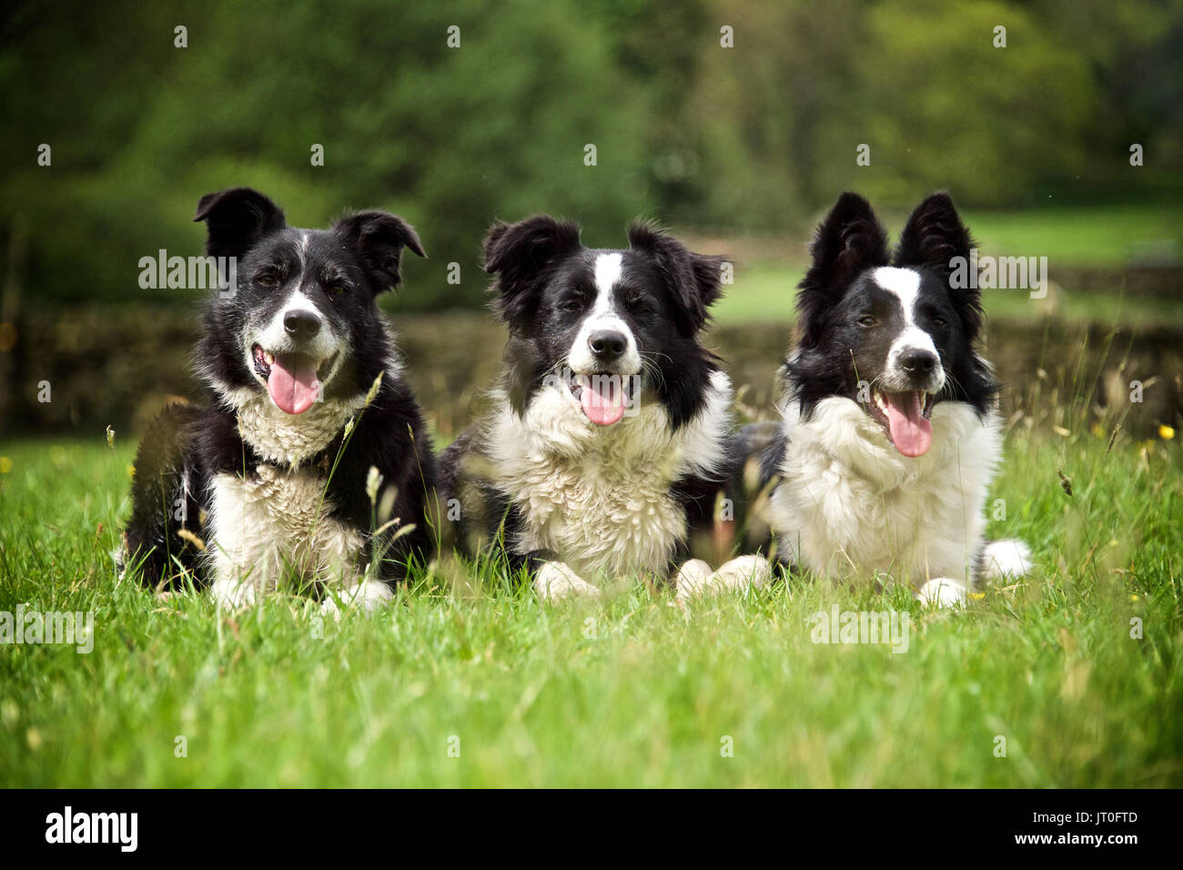 3 border collies sat together in a field Stock Photo
