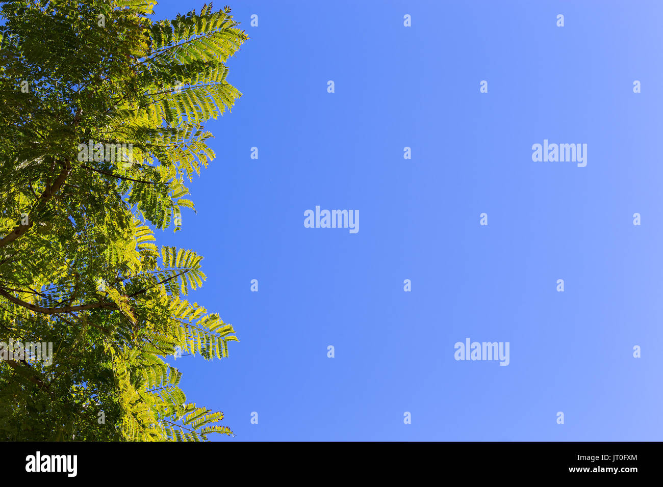 A blue sky landscape frame edged with vibrant, green, backlit tree leaves on the side, leaving space for text or content. Stock Photo