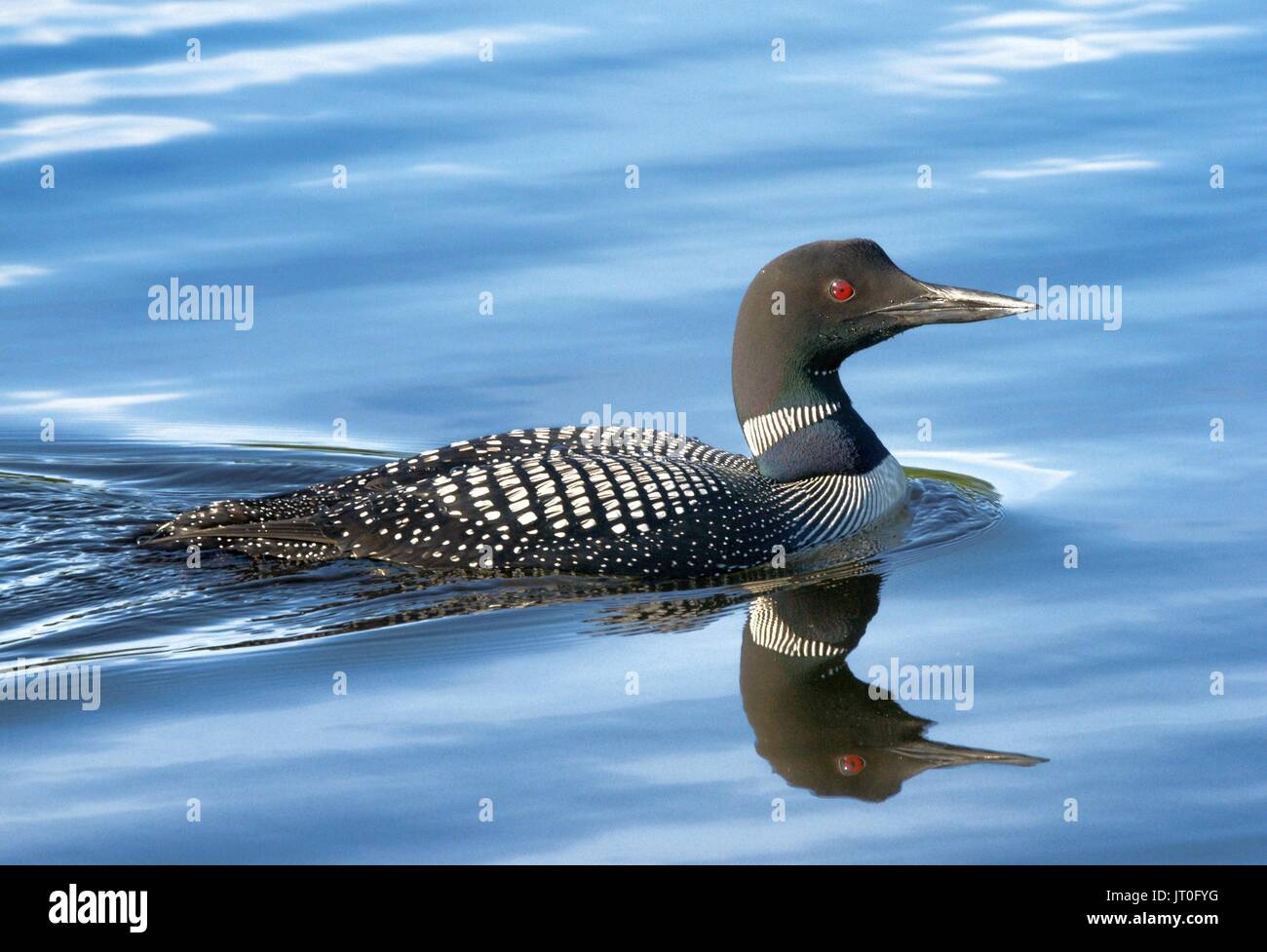 The Common Loon Swimming On A Wisconsin Lake Stock Photo Alamy