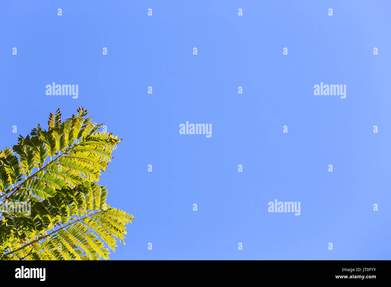 Two green fronds from a tropical tree against a sunny, clear, blue spring sky background with space for content or text. Stock Photo