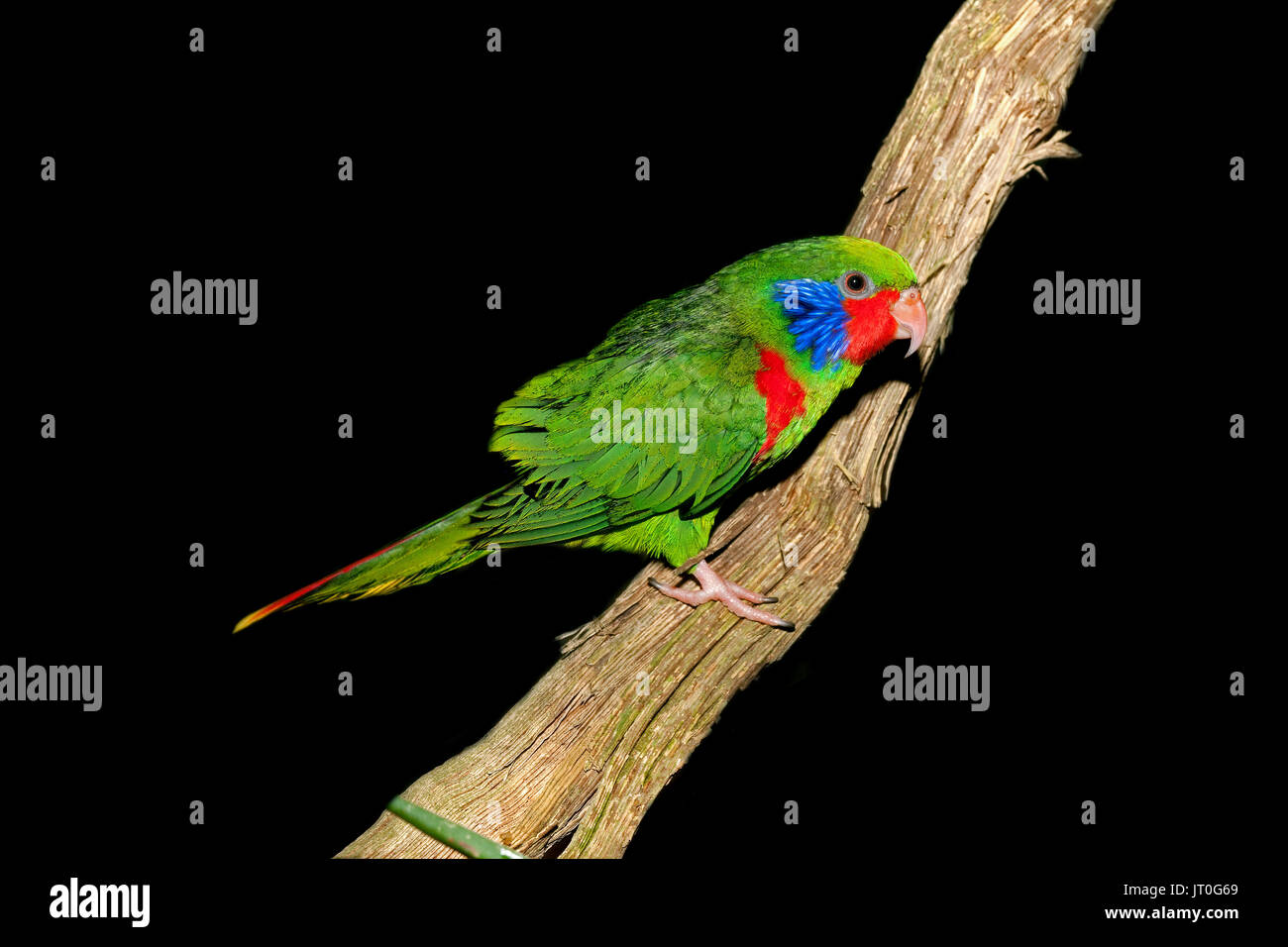 MALE RED-FLANKED LORIKEET charmosyna placentis ON A BRANCH AGAINST BLACK BACKGROUND Stock Photo