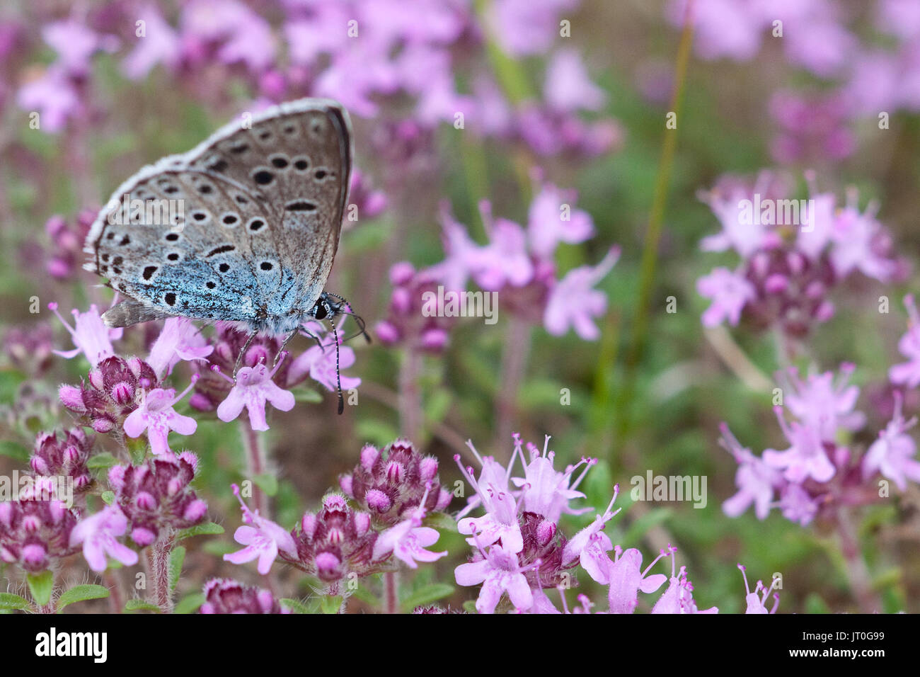 An endangered Large blue (Maculinea arion) feeding on a Thymus serpyllum plant Stock Photo