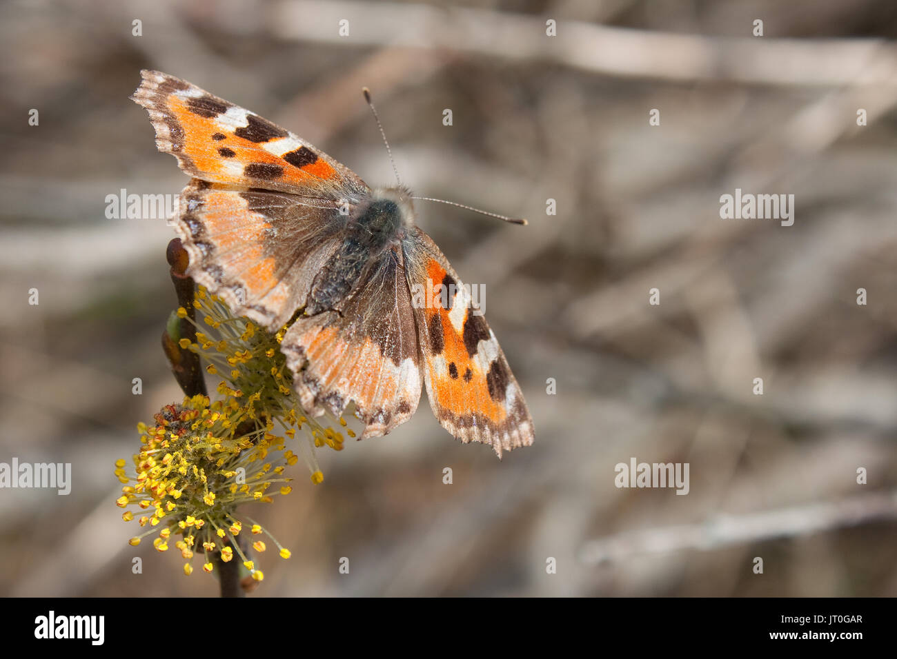 A small tortoiseshell (Aglais urticae) resting on a willow (Salix sp). Stock Photo