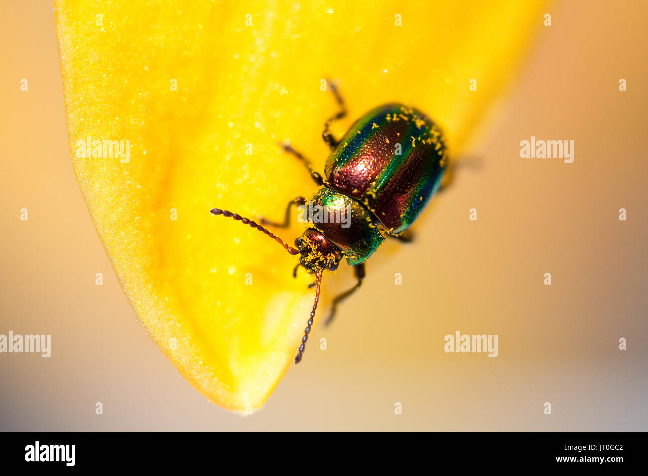 A dead-nettle leaf beetle (Chrysolina fastuosa) feeding on a yellow flower Stock Photo