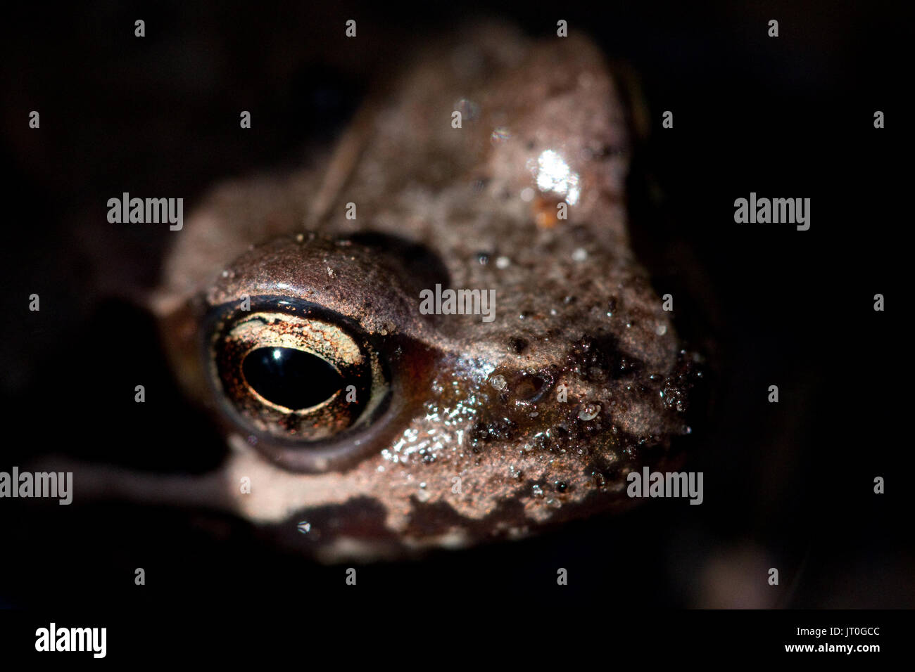 A profile picture of a frog Stock Photo - Alamy
