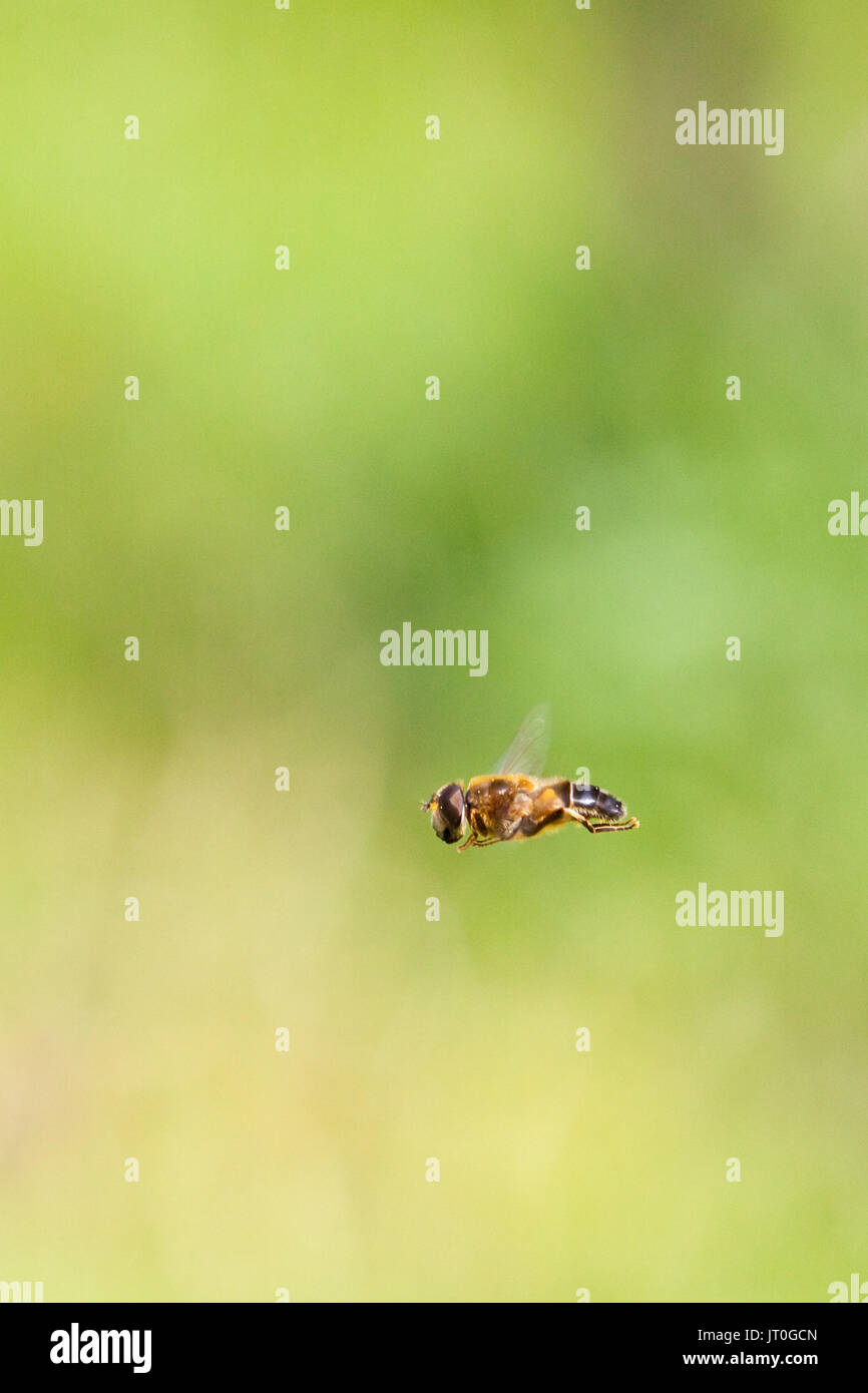 A flying hoverfly! Stock Photo