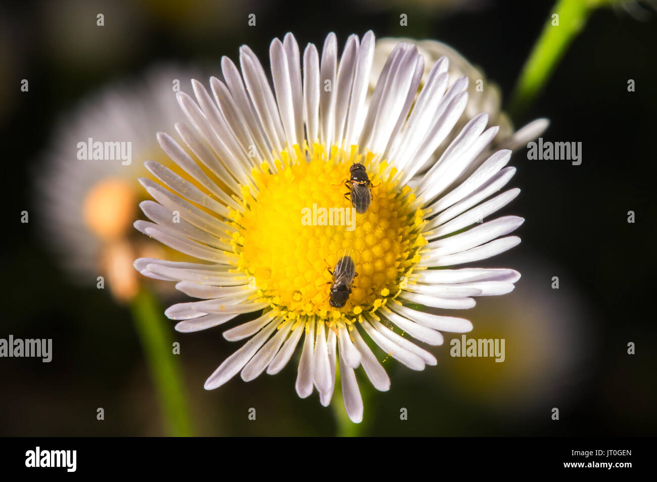 Bee on the flower. Stock Photo