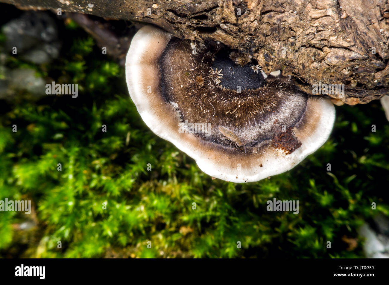 wild mushrooms. Stock Photo