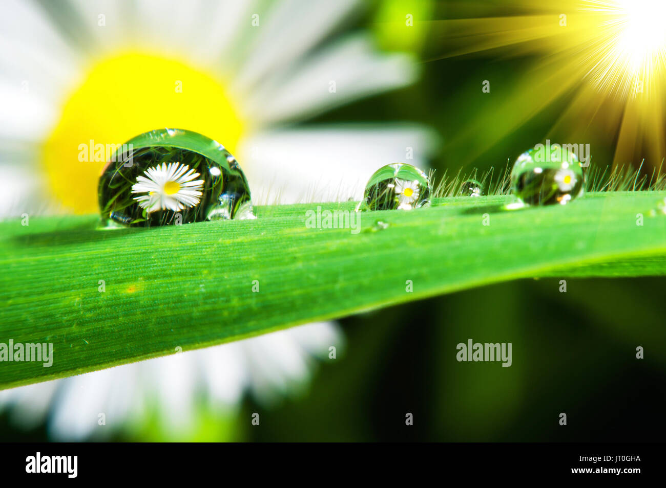 Macro of fresh grass with dew drops Stock Photo - Alamy