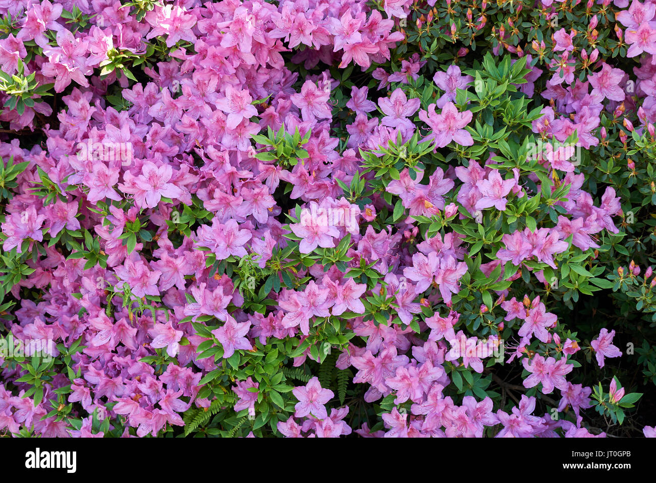 Azalea Stock Photo - Alamy