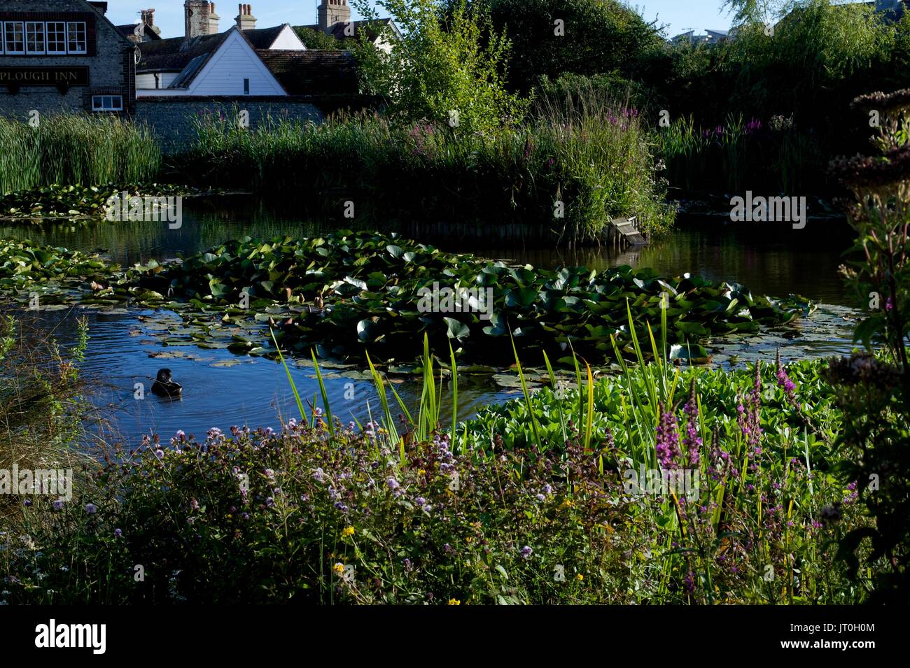 Pond in Rottingdean, east sussex, brighton Stock Photo