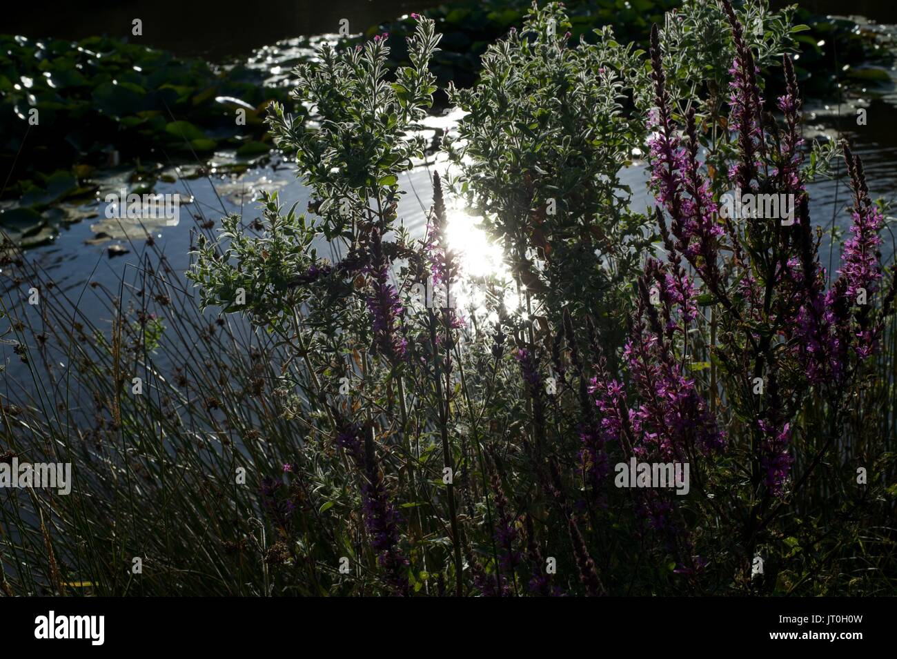 Pond in Rottingdean, east sussex, brighton Stock Photo