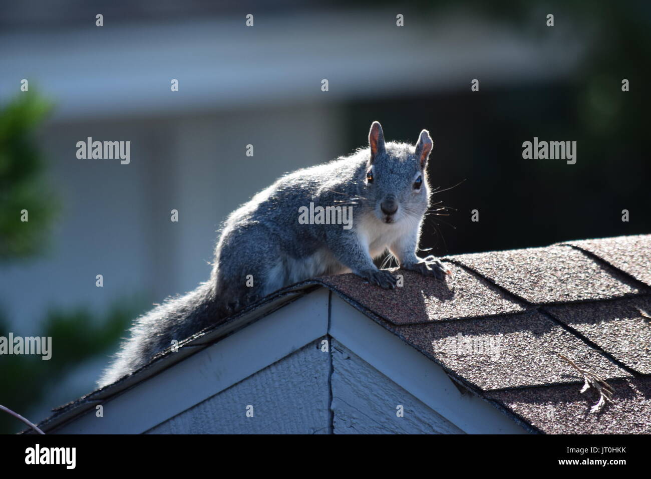 Squirrel on a Roof Stock Photo Alamy