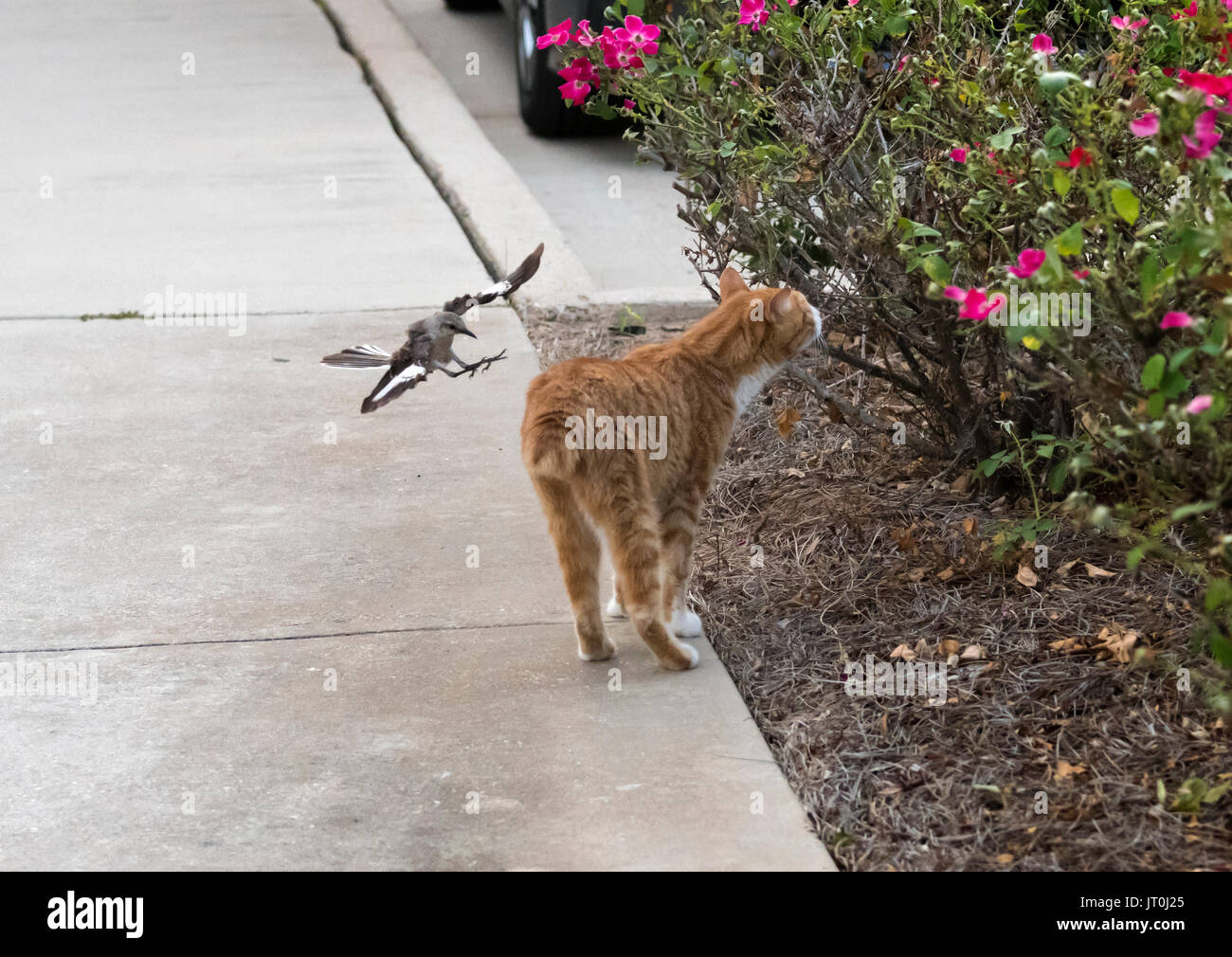 A mocking bird, Mimus, polyglottos, tries to drive a house cat from the vicinity of its nest. The cat had previously lost its tail in an accident. Stock Photo
