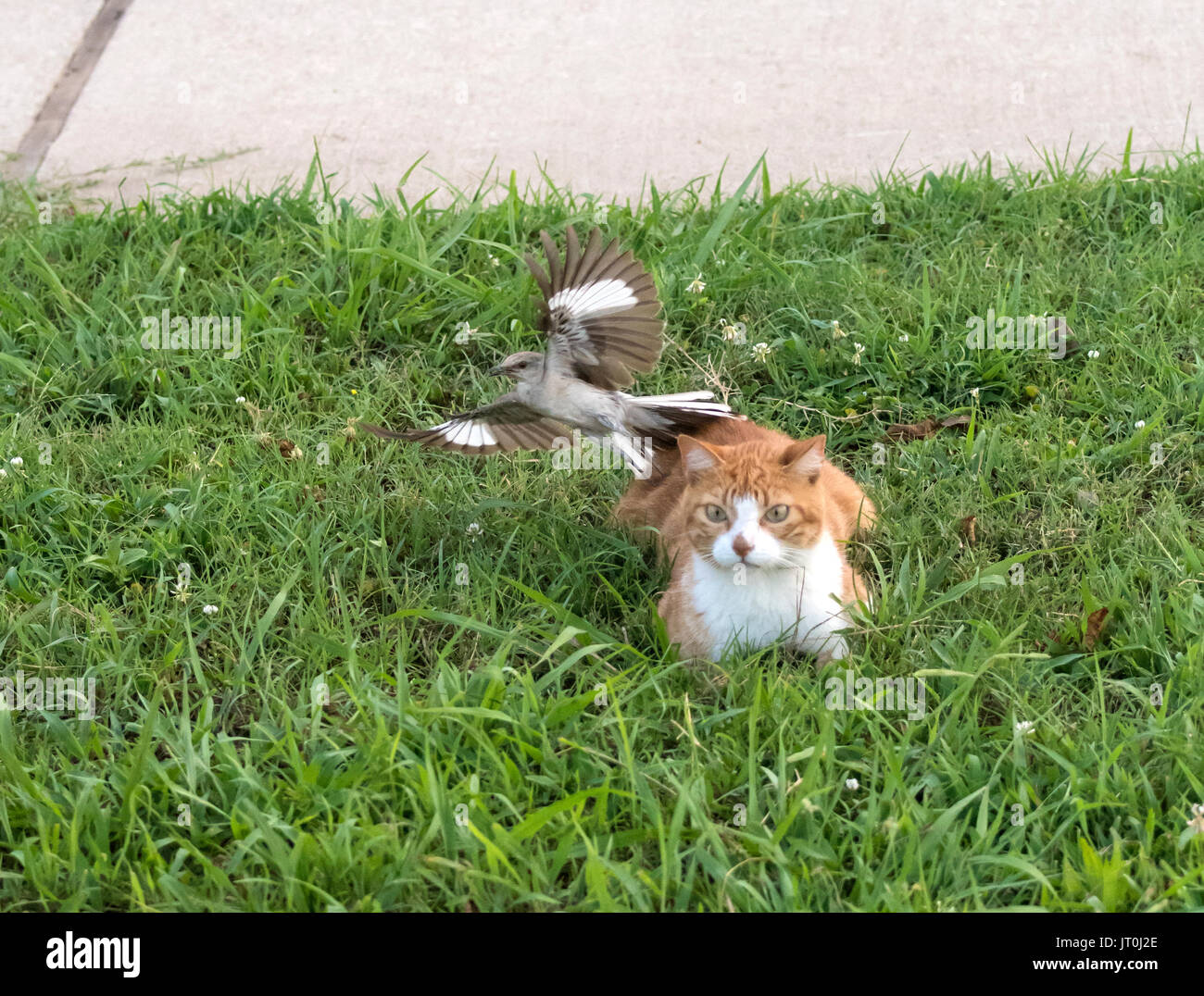 A mocking bird, Mimus, polyglottos, tries to drive a house cat from the vicinity of its nest. The cat had previously lost its tail in an accident. Stock Photo
