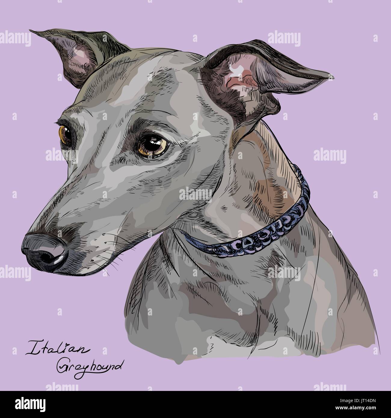 Vector colorful outline portrait of Italian Greyhound, hand drawing