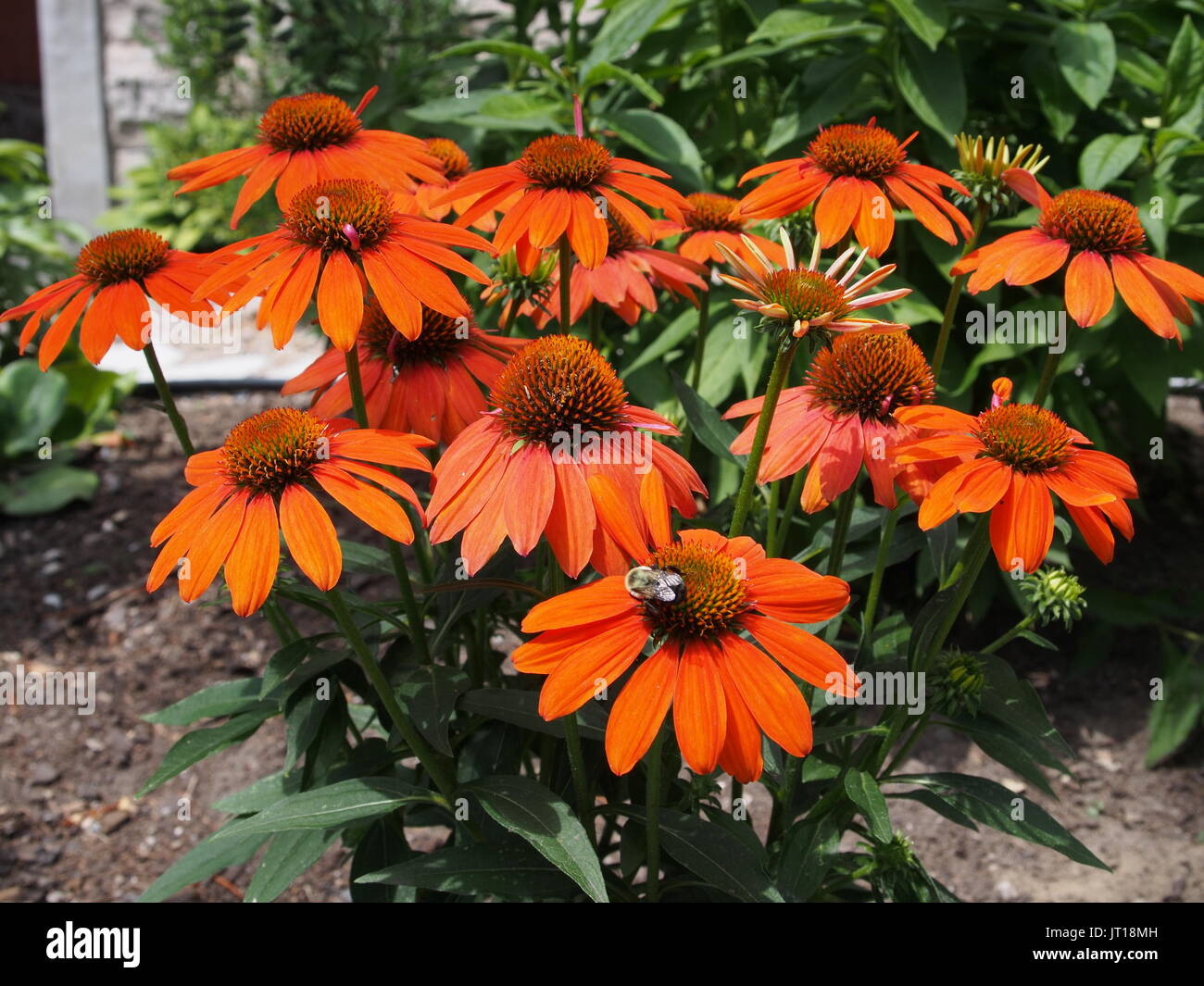 Orange coneflower (Echinacea) growing in a Glebe garden, Ottawa