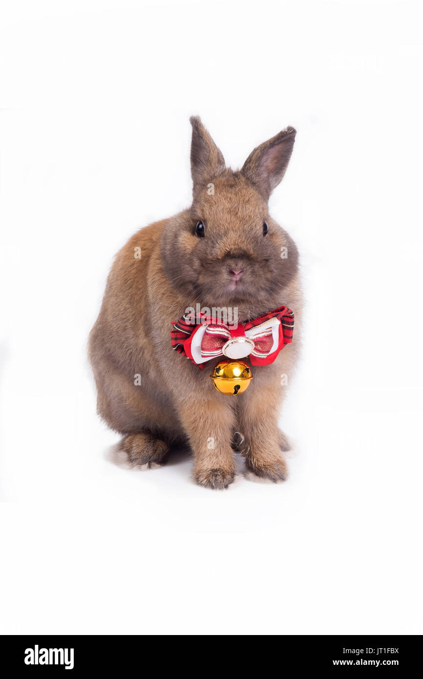 Brown netherland dwarf rabbit with red necktie on white background. Stock Photo