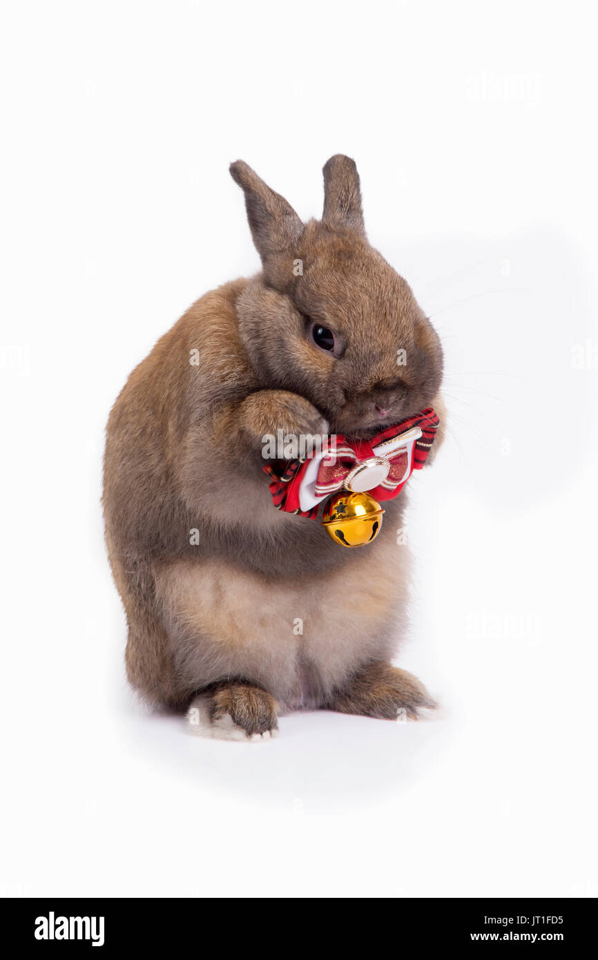Cute brown netherland dwarf rabbit is dressing red necktie on white background. Stock Photo