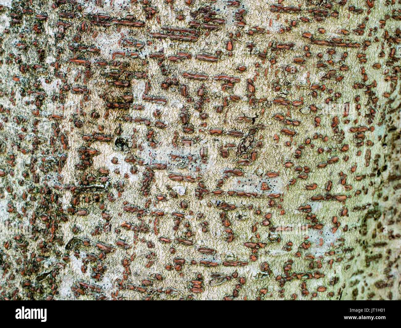 The bark of  Idesia polycarpa- texture or background, horizontal composition Stock Photo