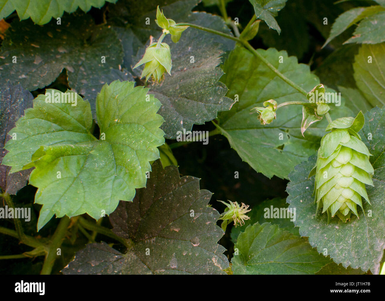 Overview of hop (Humulus lupulus) flowers and leaves. Hops are used in beer making as flavoring and stability agent Stock Photo