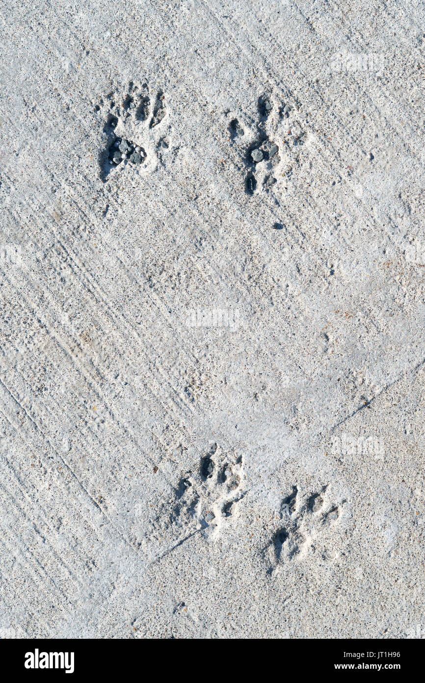 Squirrel footprints left in concrete. Stock Photo