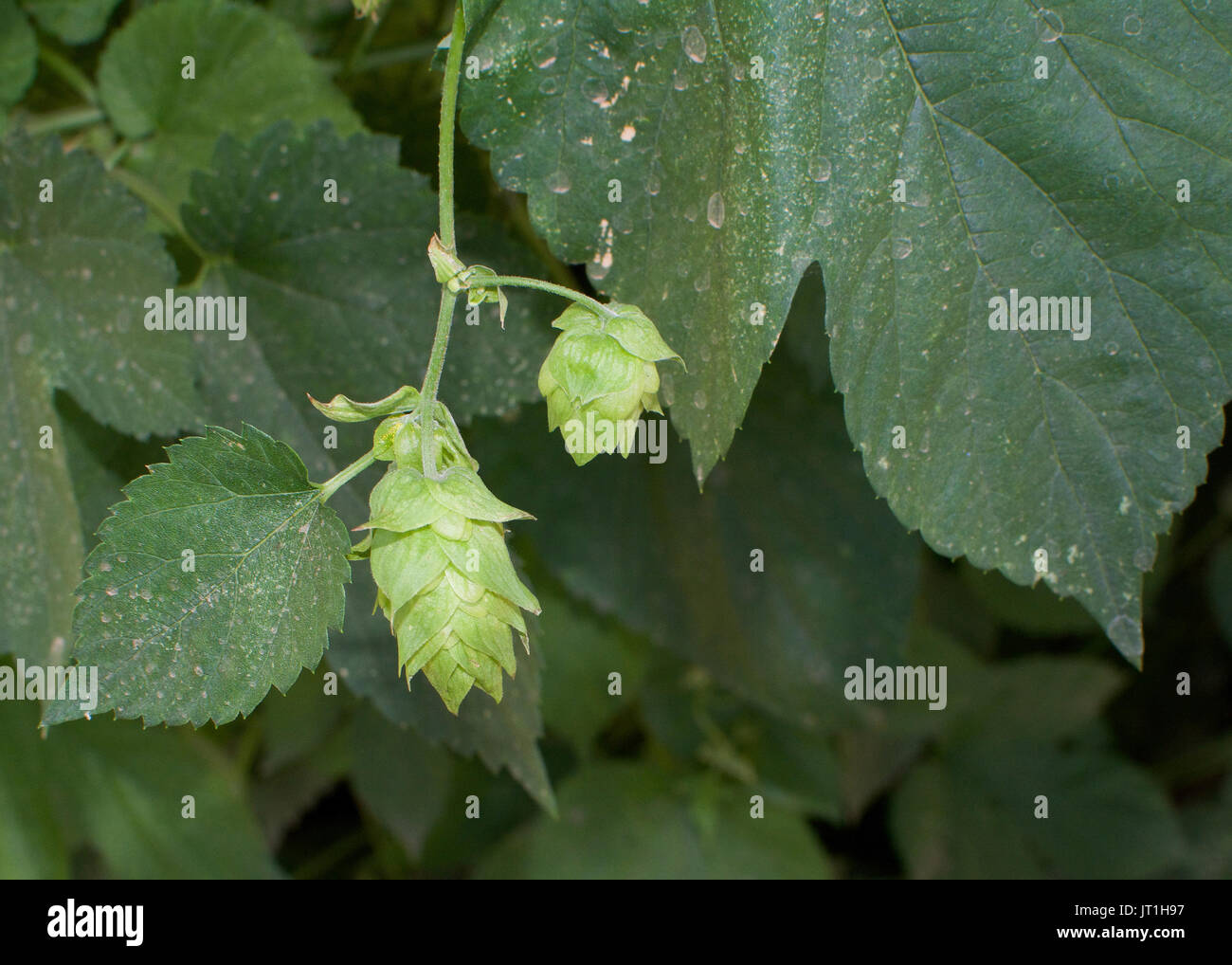 Overview of hop (Humulus lupulus) flowers and leaves. Hops are used in beer making as flavoring and stability agent Stock Photo