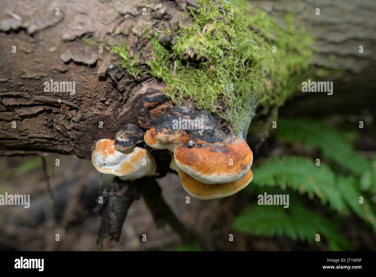 Washington State forest mushroom Stock Photo