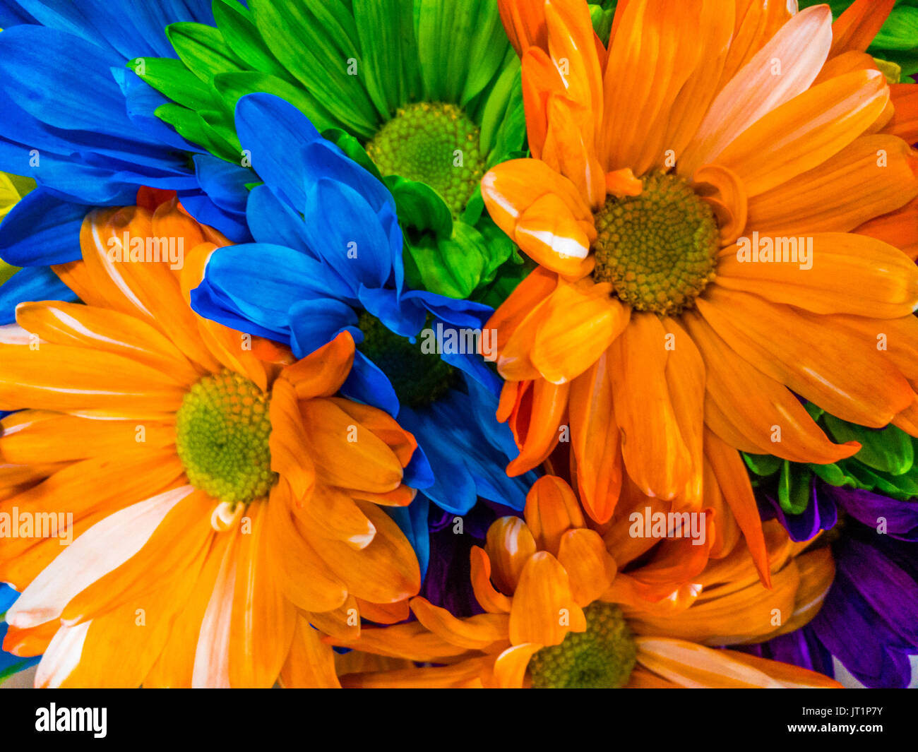 New photo video dj song remix hd 2020 download mp4 Multi colored flowers pictures