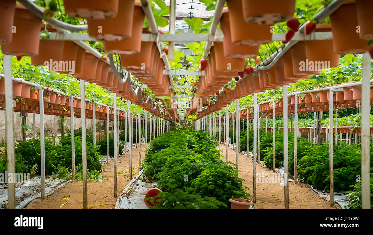 Strawberry Plantation at Cameron Highland Stock Photo Alamy