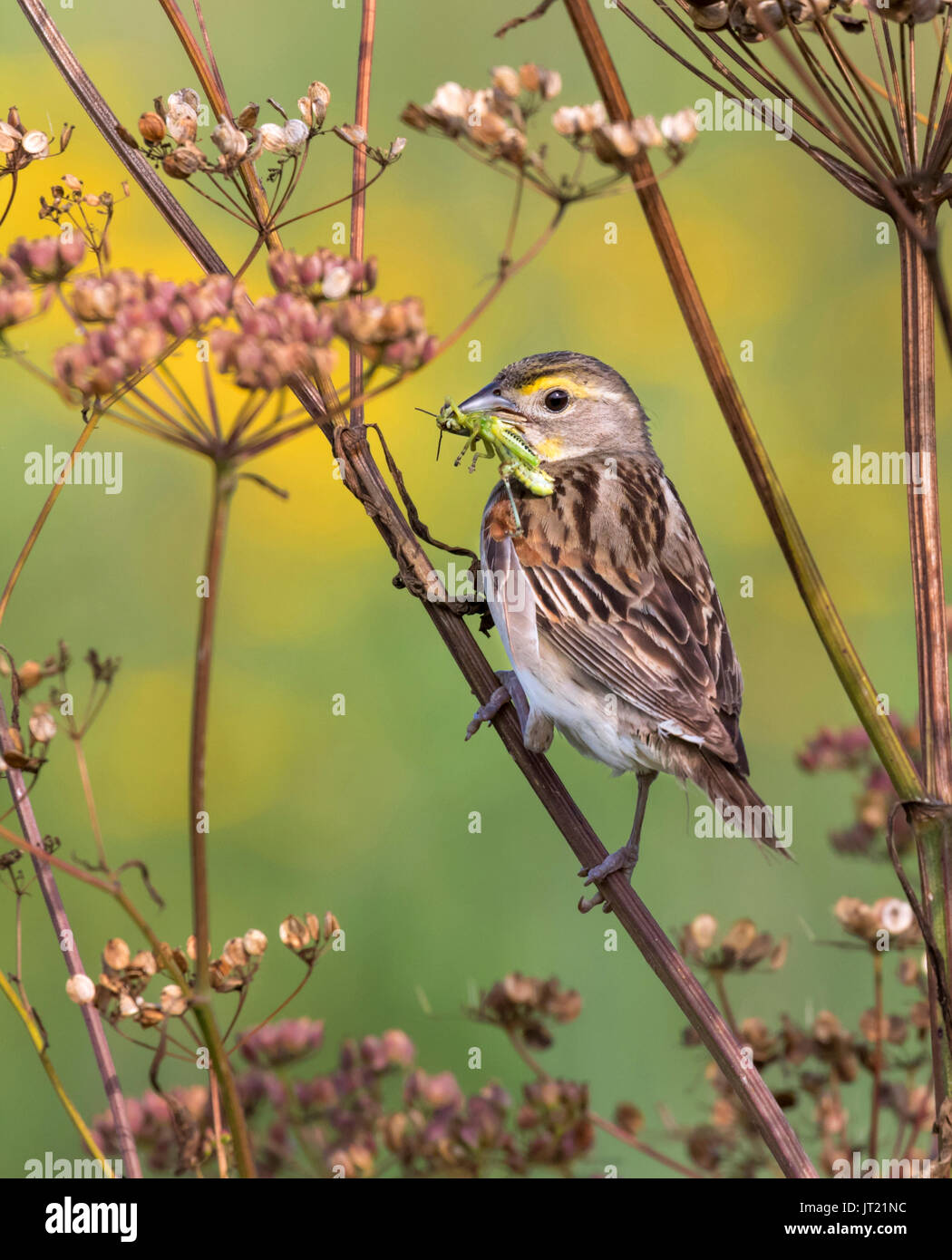 Dickcissel (Spiza americana), adult male with a grasshopper in the beak, Ames, Iowa, USA Stock Photo