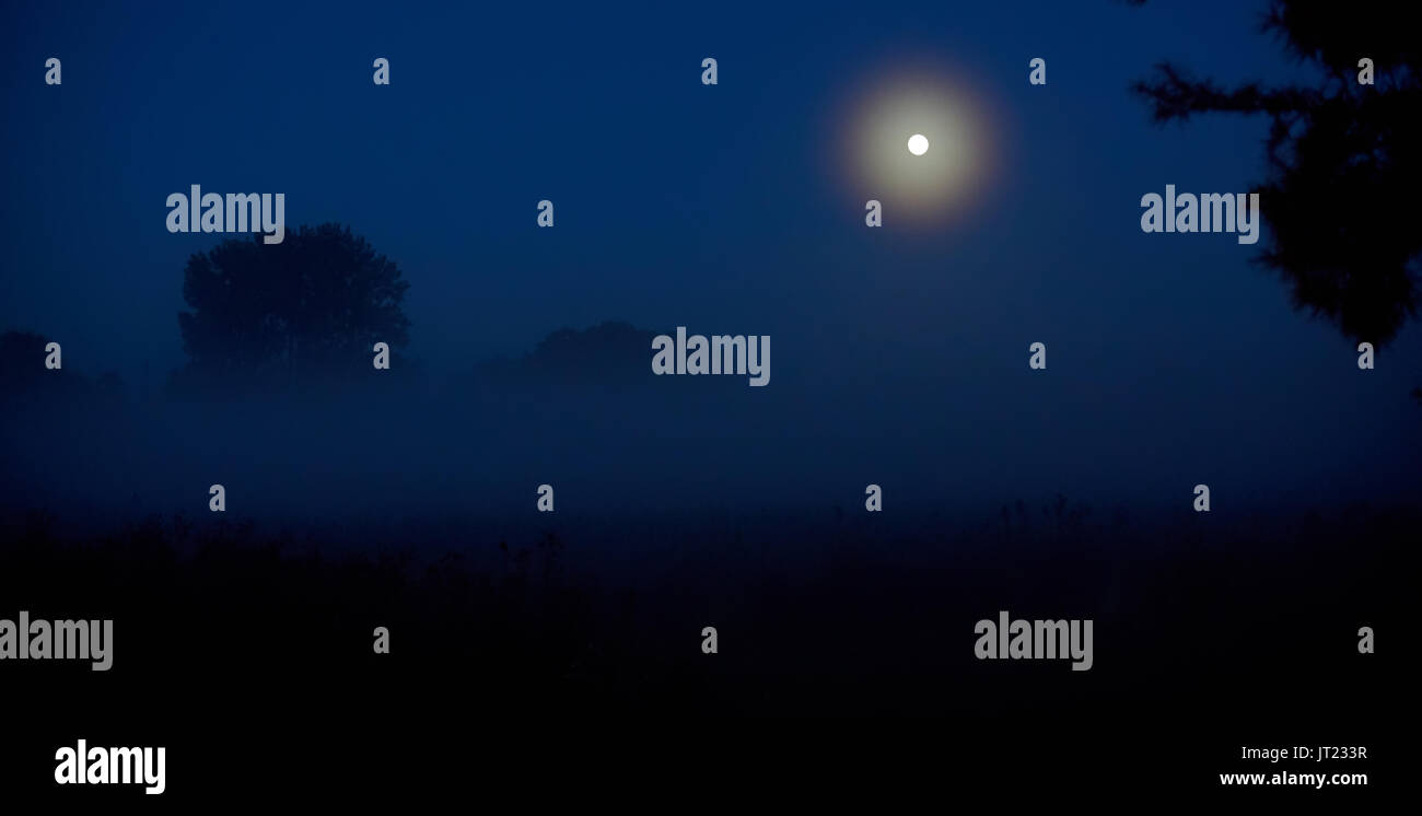 forest in silhouette with starry night sky and full moon , Elements of ...