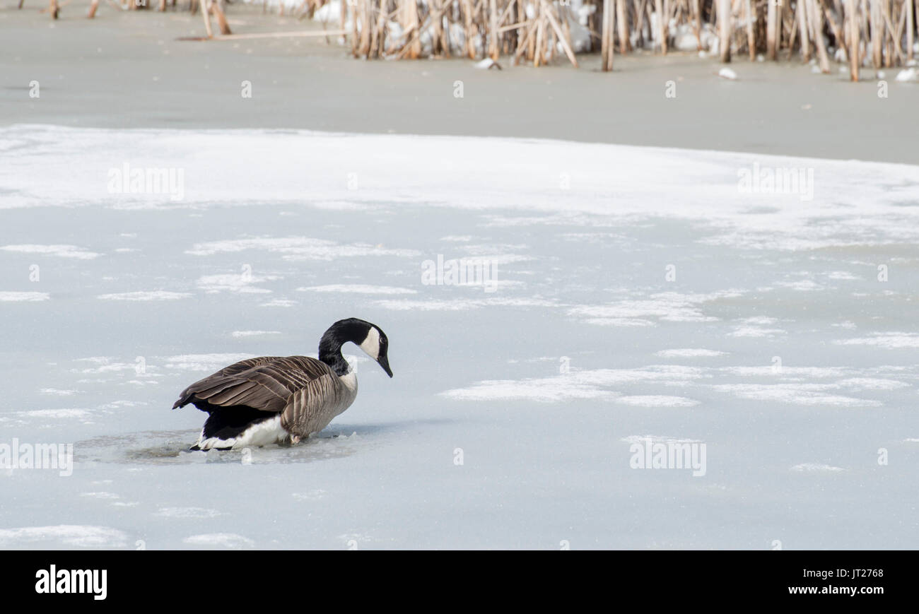 Vadnais Heights, Minnesota. Vadnais Lake Regional Park. A surprise
