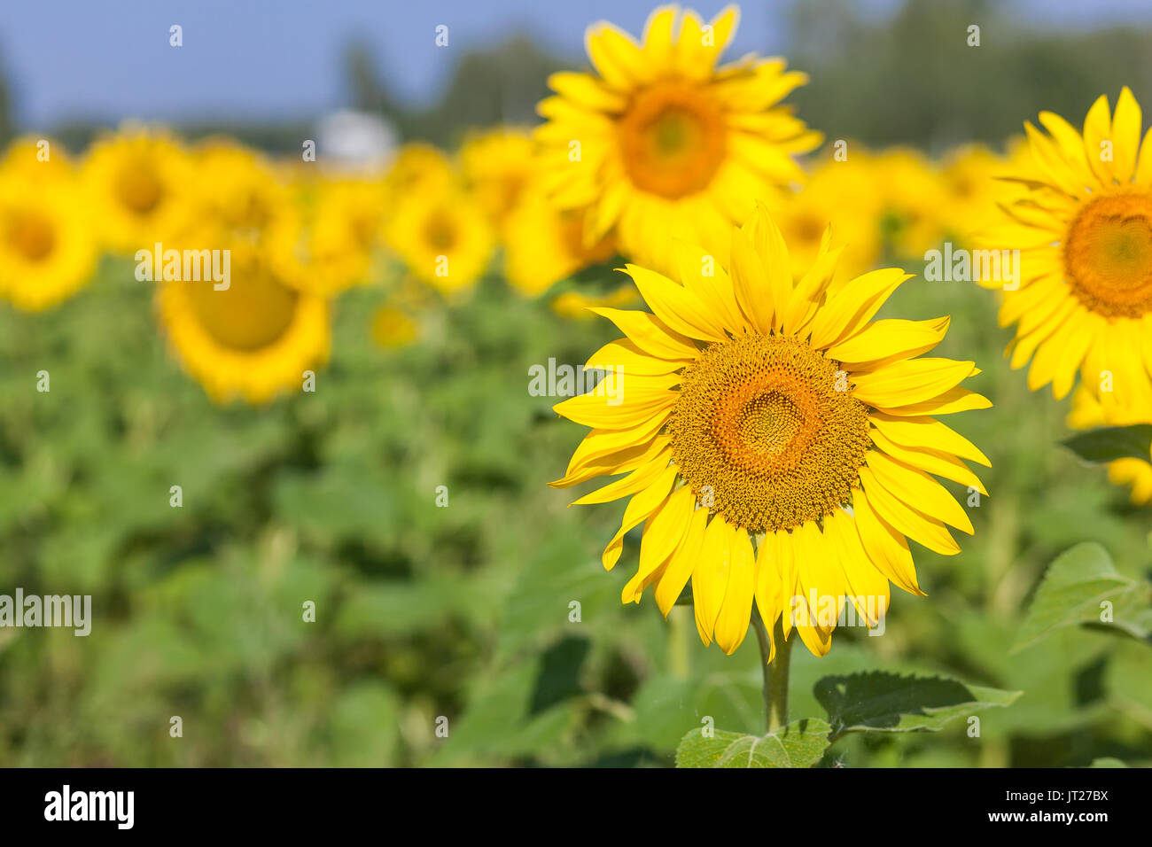 A bright yellow field of sunflowers on a bright summer day, yellow ...