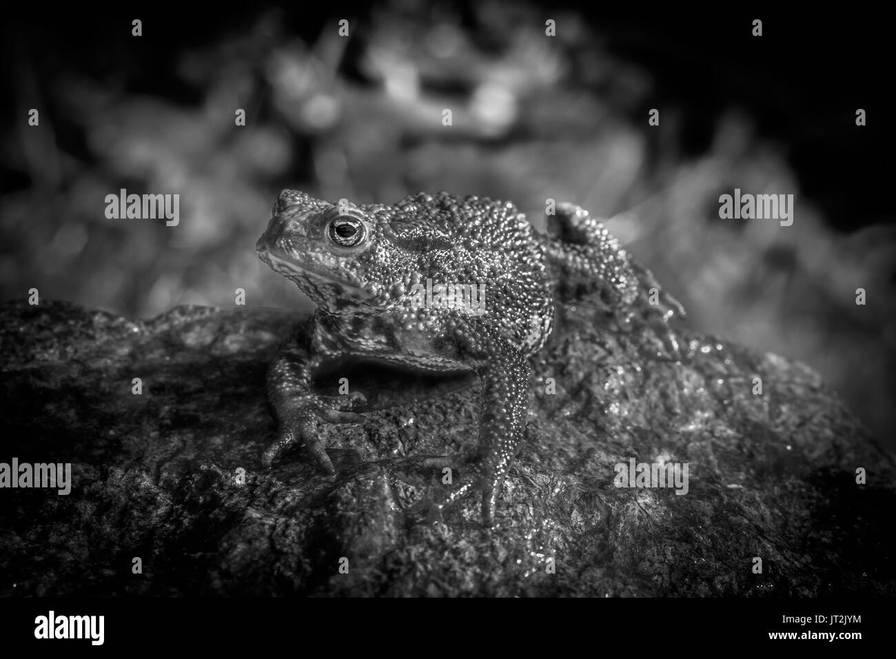 Amphibian, Common British Toad / Frog Stock Photo