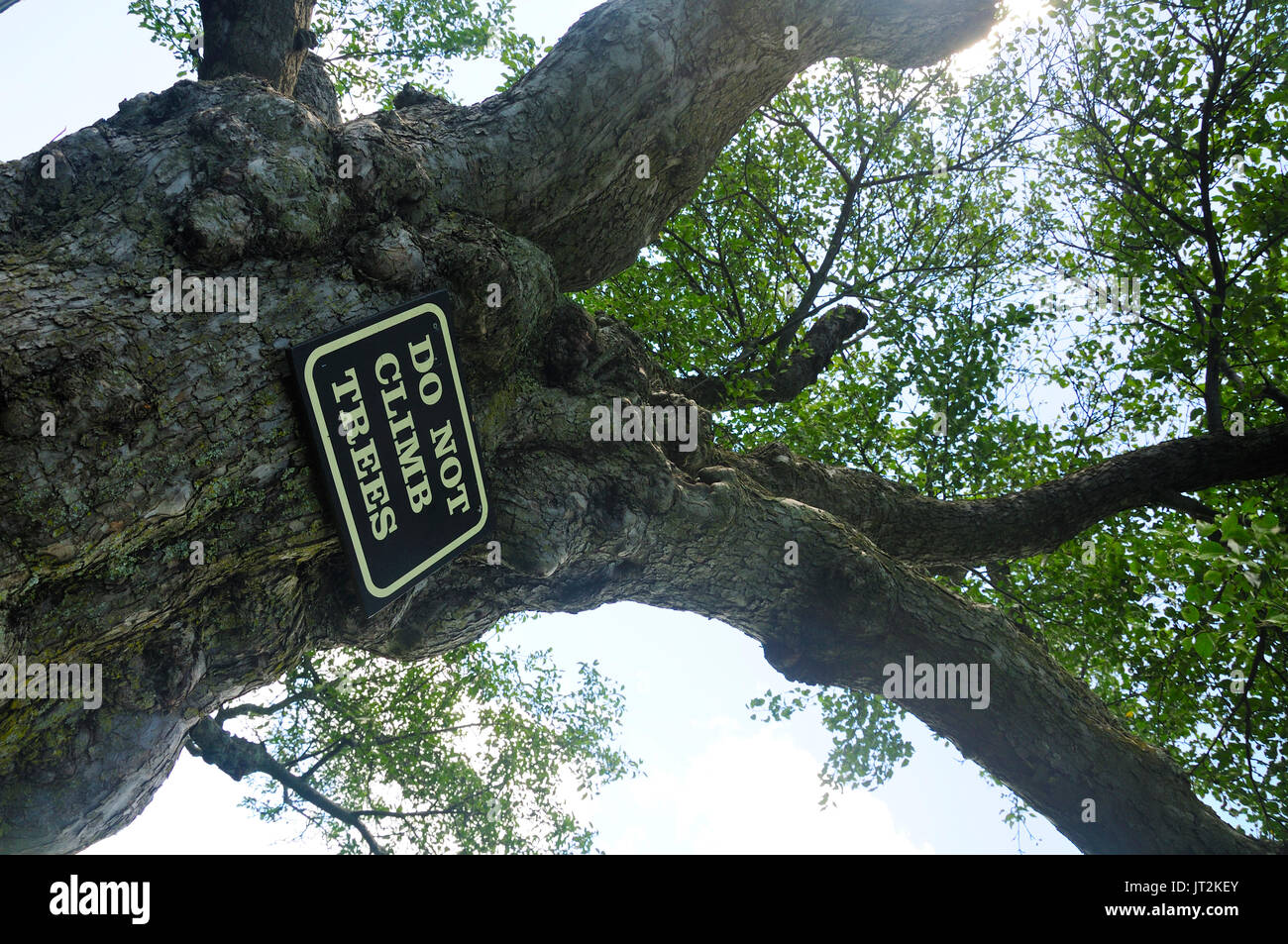 An old apple tree with a do not climb sign hanging from it at Topsmead