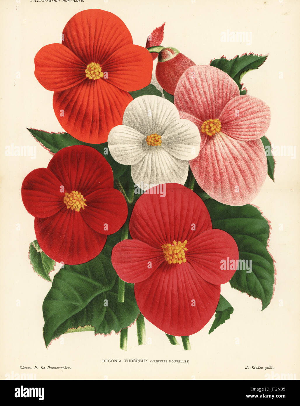 New varieties of begonia raised by Forgeot & Co. of Paris, Begonia species. Chromolithograph by Pieter de Pannemaeker from Jean Linden's l'Illustration Horticole, Brussels, 1885. Stock Photo